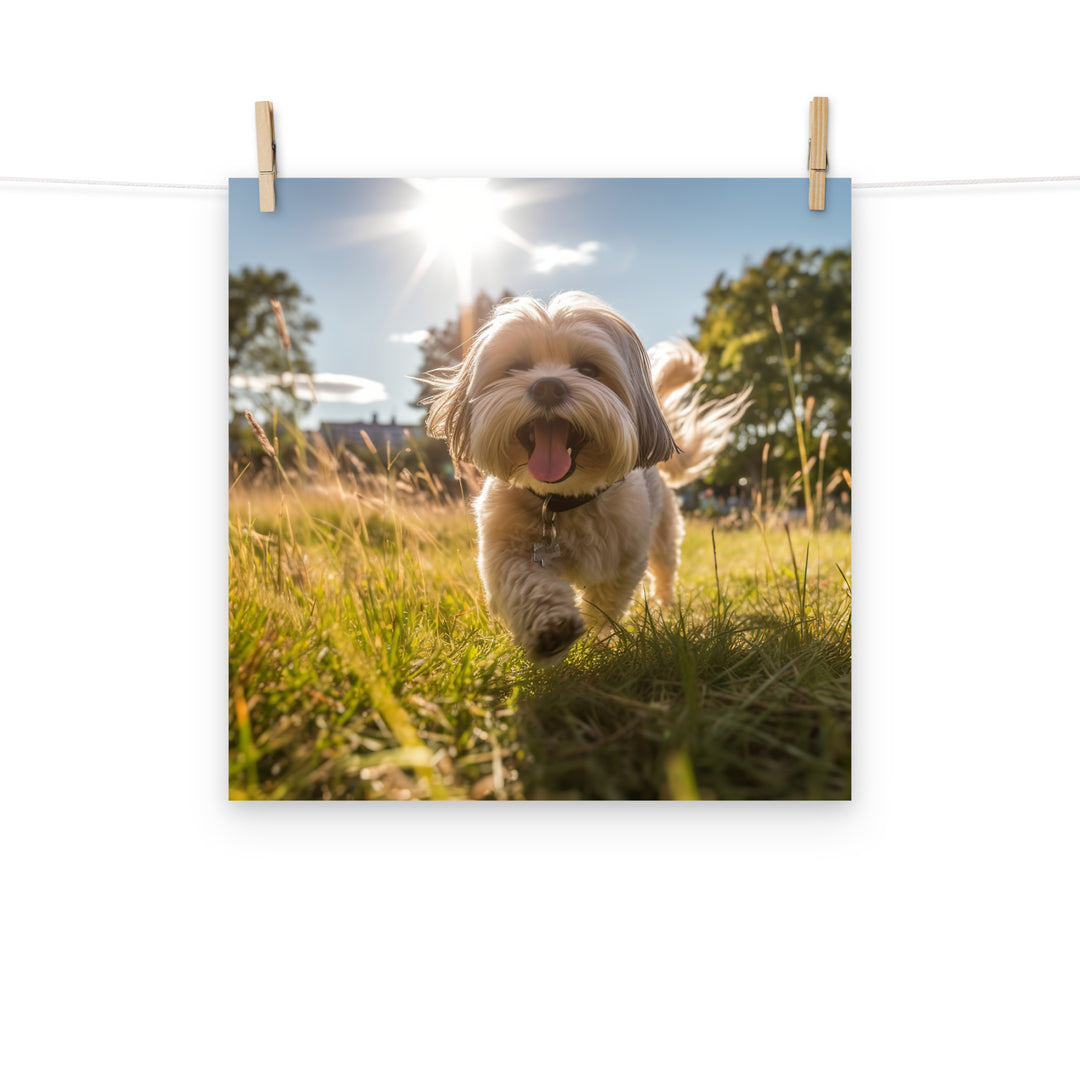 Lhasa Apso Photo paper poster - PosterfyAI.com