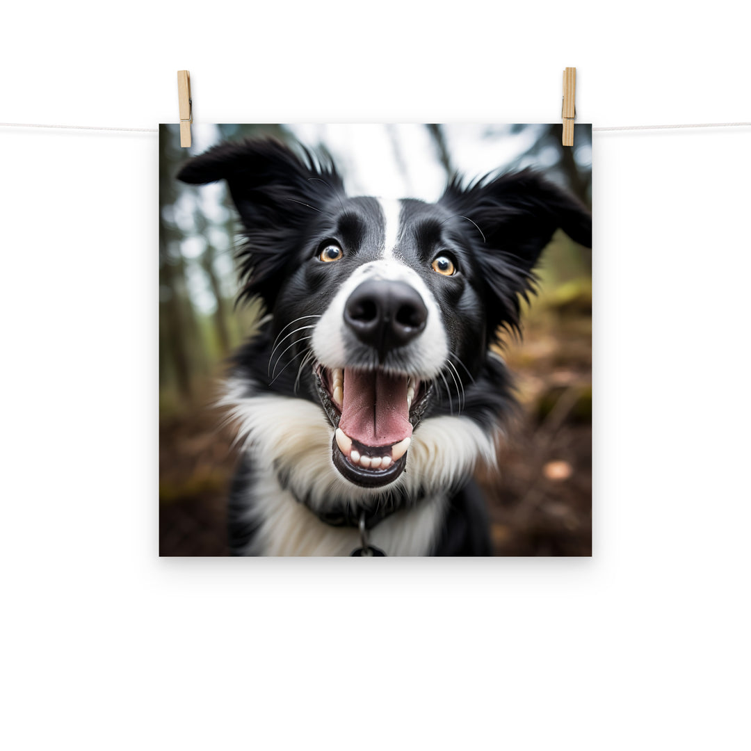 Border Collie Photo paper poster - PosterfyAI.com