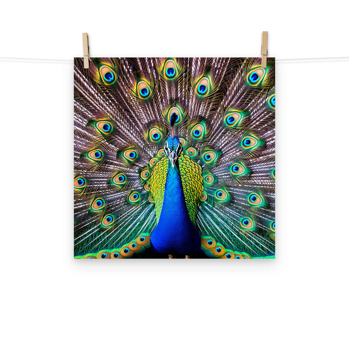 Peacock Photo paper poster - PosterfyAI.com