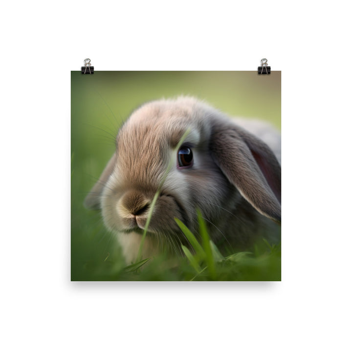 Holland Lop Photo paper poster - PosterfyAI.com