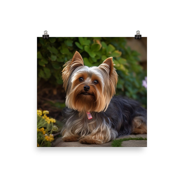 Yorkshire Terrier in the Garden Photo paper poster - PosterfyAI.com