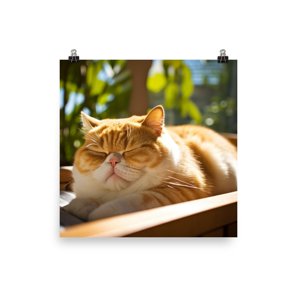 Exotic Shorthair Cat Napping Photo paper poster - PosterfyAI.com