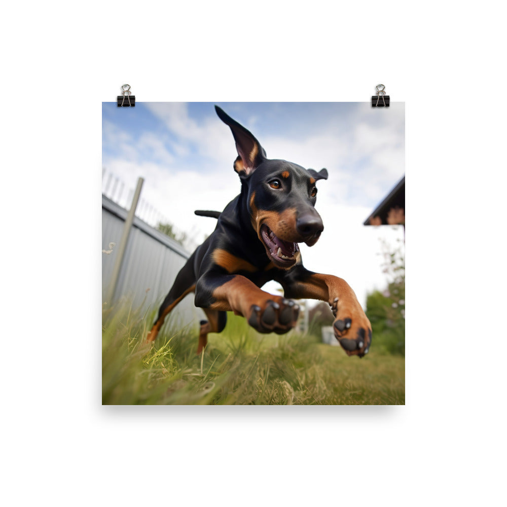 The playful side of a Doberman Pinscher Photo paper poster - PosterfyAI.com