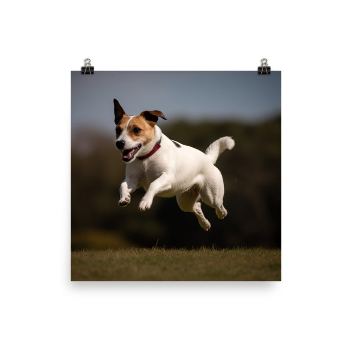 Spirited Jack Russell Terrier at Play Photo paper poster - PosterfyAI.com