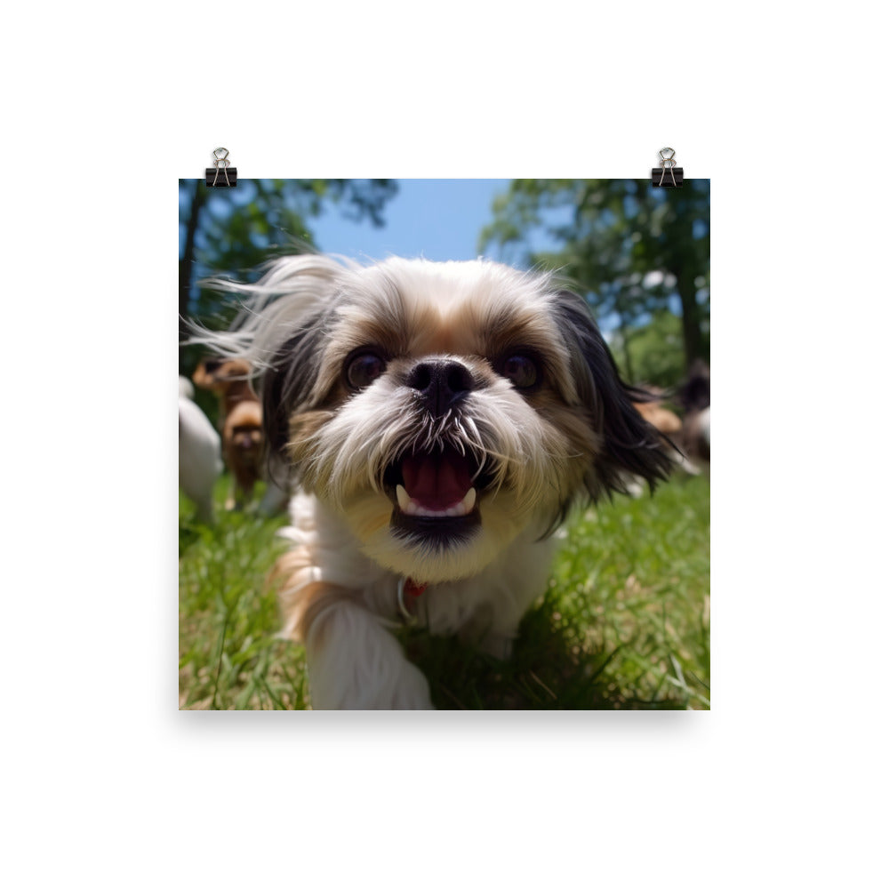 Playful Shih Tzu in a Park Photo paper poster - PosterfyAI.com