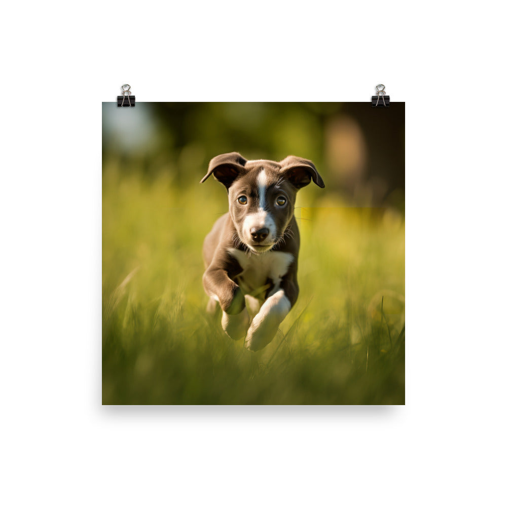 Playful Greyhound Pup Photo paper poster - PosterfyAI.com