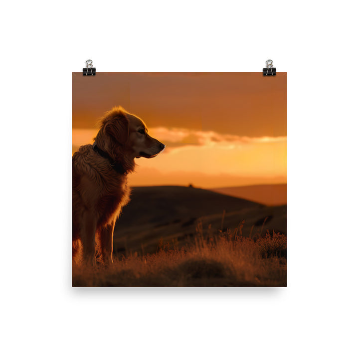 Majestic Golden Retriever at Sunset Photo paper poster - PosterfyAI.com