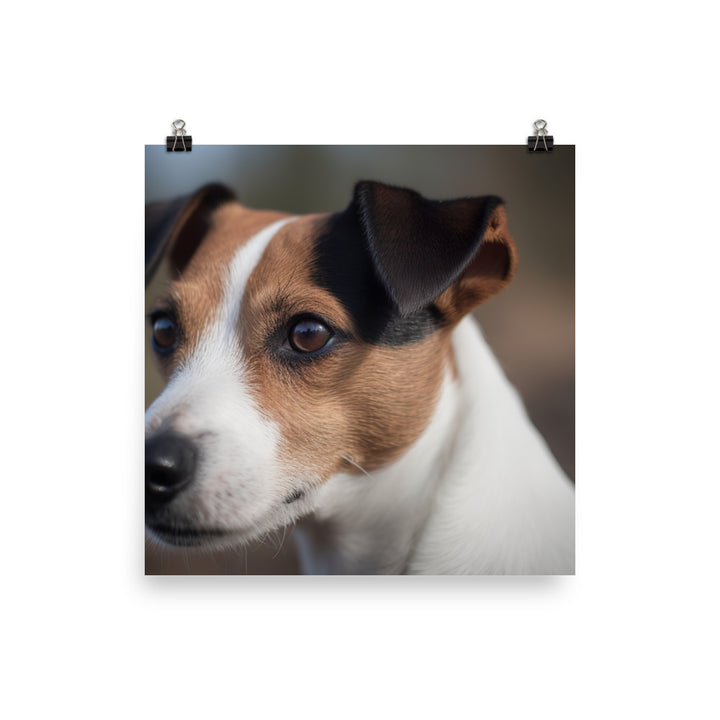 Jack Russell Terriers Inquisitive Stare Photo paper poster - PosterfyAI.com