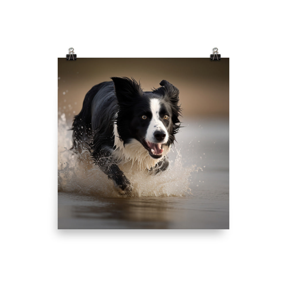 Energetic Border Collie in Action Photo paper poster - PosterfyAI.com