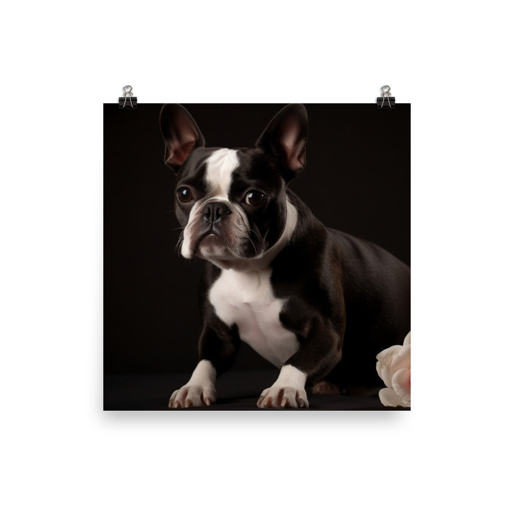 Elegant Boston Terrier Portrait Photo paper poster - PosterfyAI.com