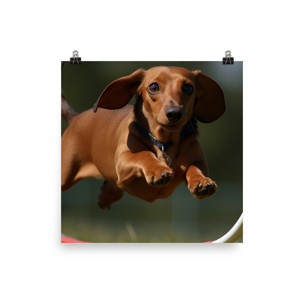 Dachshund Agility Training Photo paper poster - PosterfyAI.com