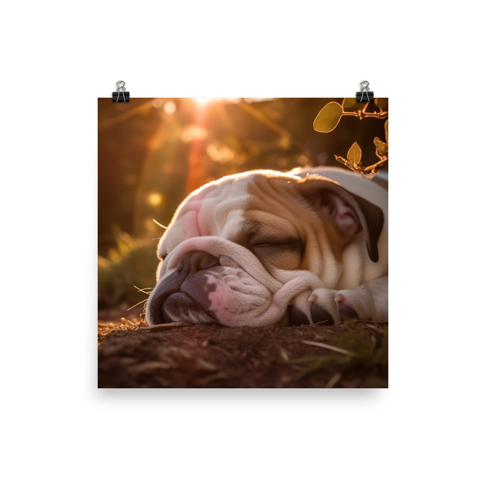 Cute Bulldog in the Sun Photo paper poster - PosterfyAI.com