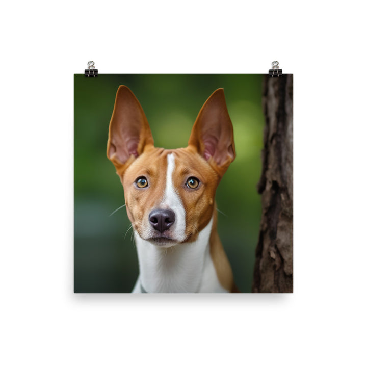 Curious Basenji Photo paper poster - PosterfyAI.com