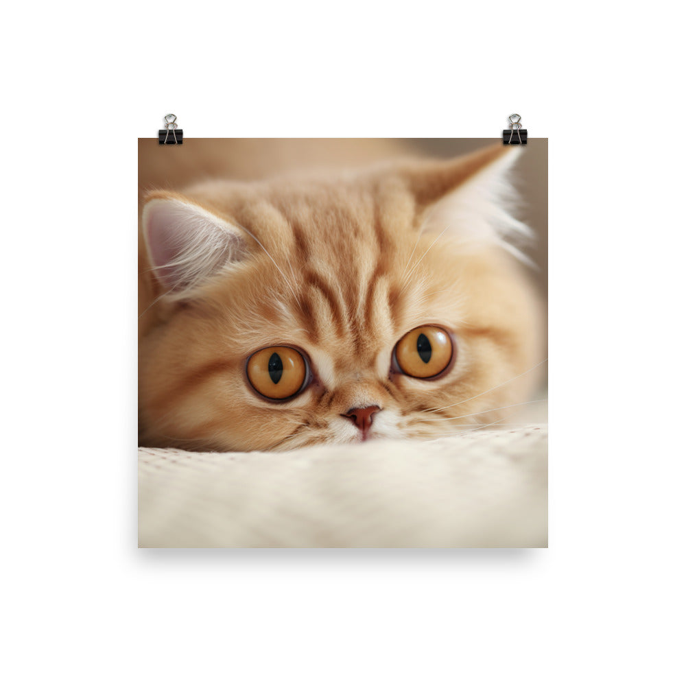 Exotic Shorthair Kitten Photo paper poster - PosterfyAI.com