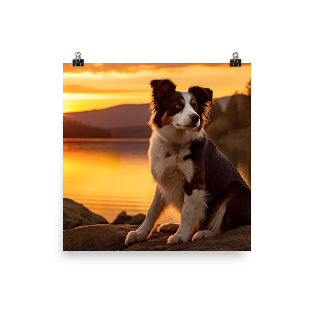 Border Collie at Sunset Photo paper poster - PosterfyAI.com