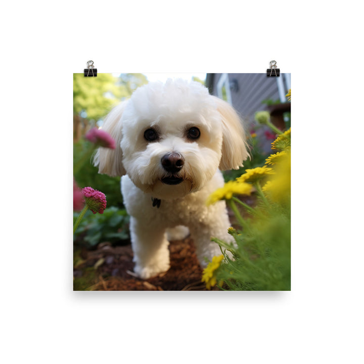 Bichon Frise in a Garden Photo paper poster - PosterfyAI.com