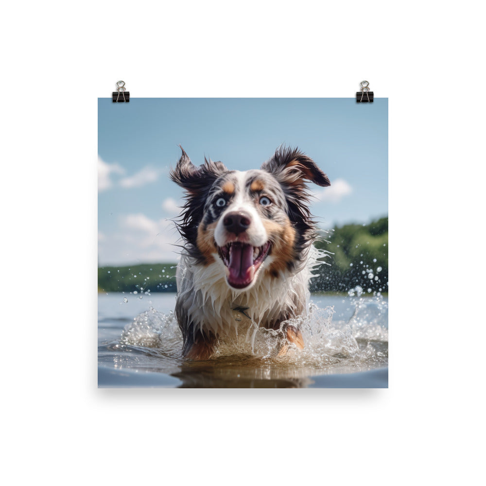 Australian Shepherd playing Photo paper poster - PosterfyAI.com