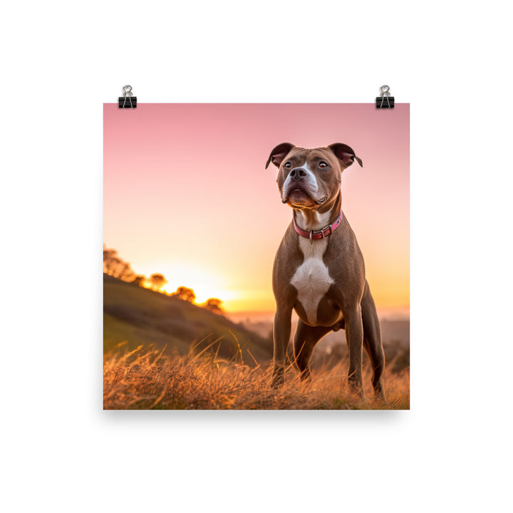 American Staffordshire Terrier at Sunset Photo paper poster - PosterfyAI.com