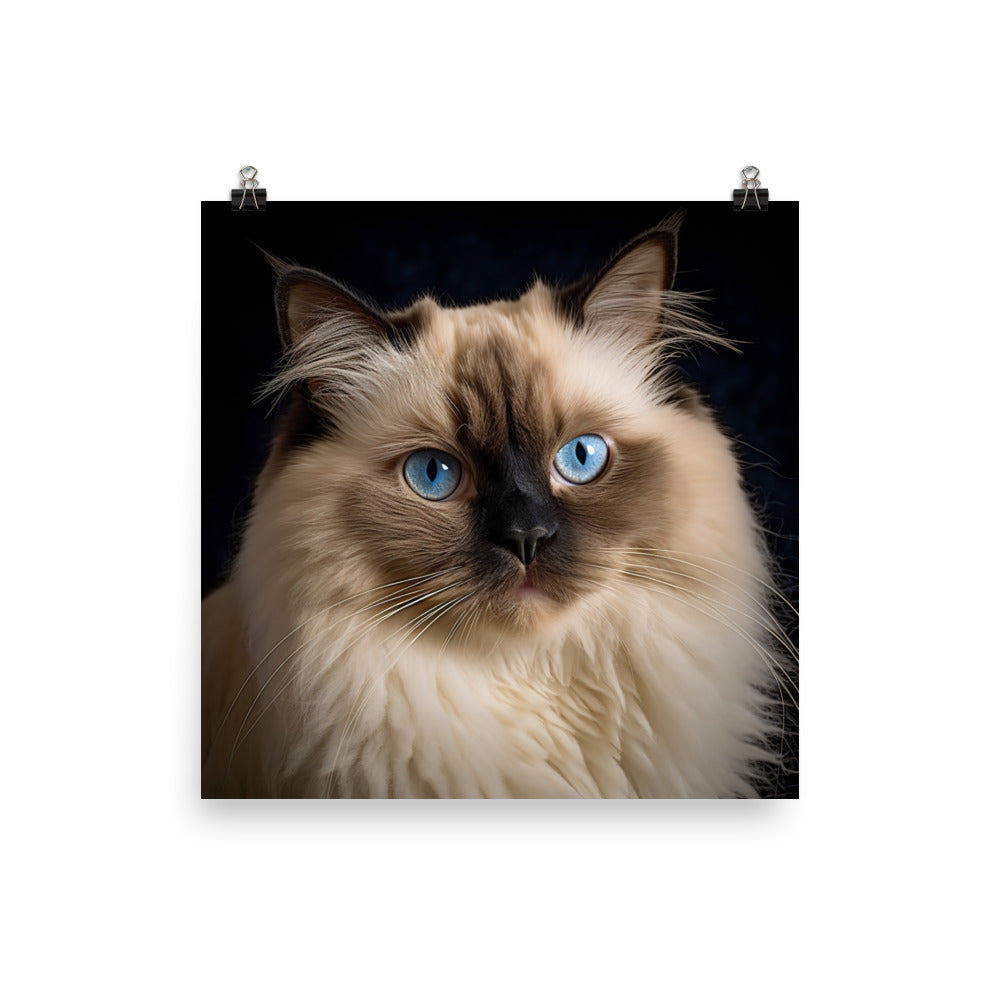 Beauty of Himalayan Cat Photo paper poster - PosterfyAI.com