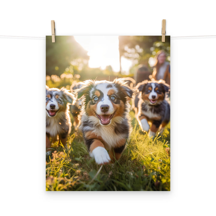 Australian Shepherd Photo paper poster - PosterfyAI.com