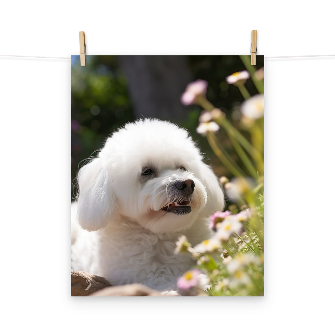 Bichon Frise Photo paper poster - PosterfyAI.com