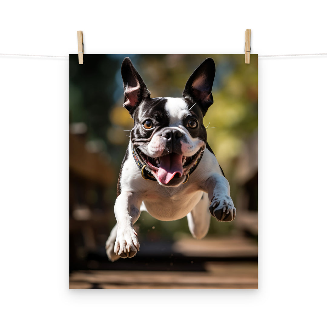 Boston Terrier Photo paper poster - PosterfyAI.com