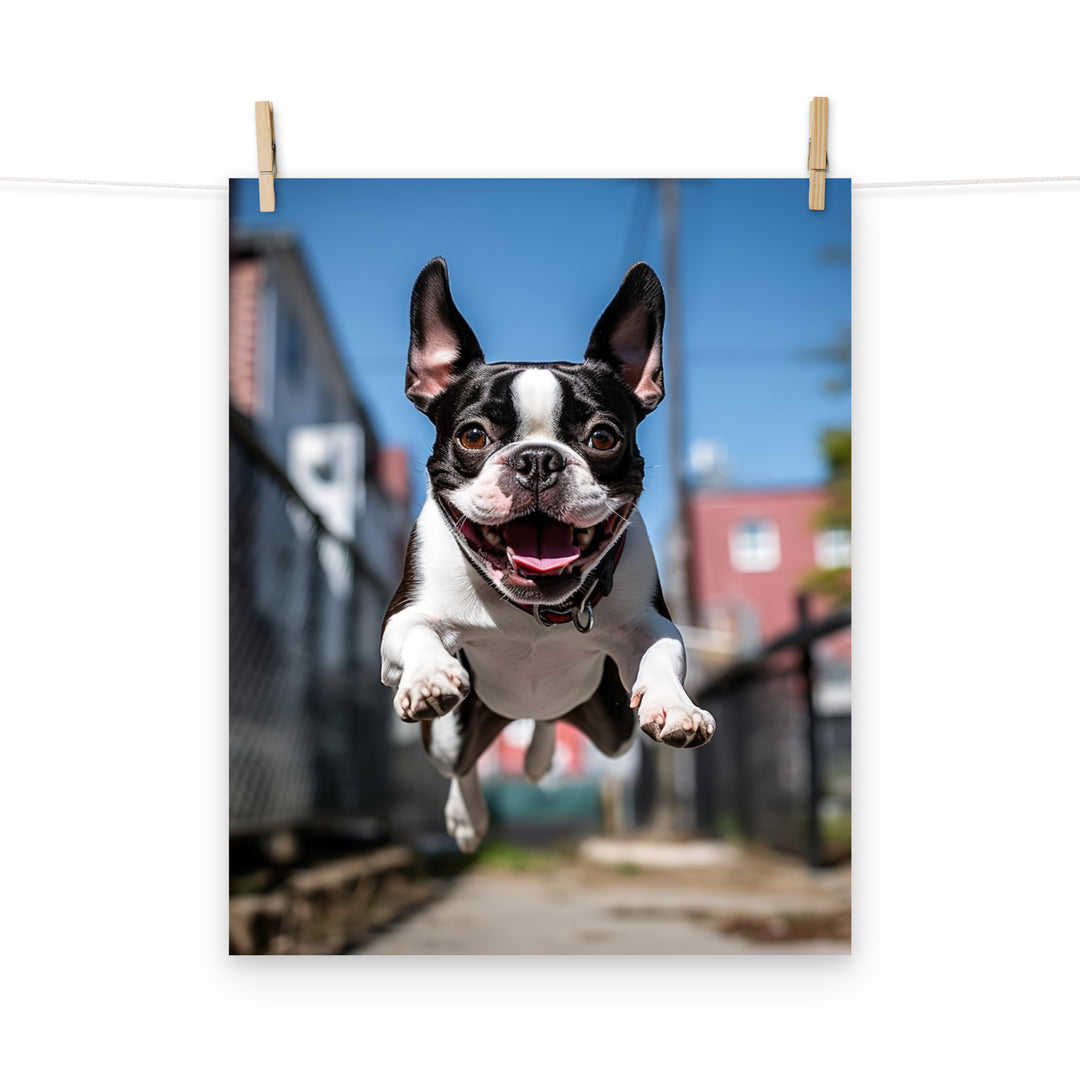 Boston Terrier Photo paper poster - PosterfyAI.com