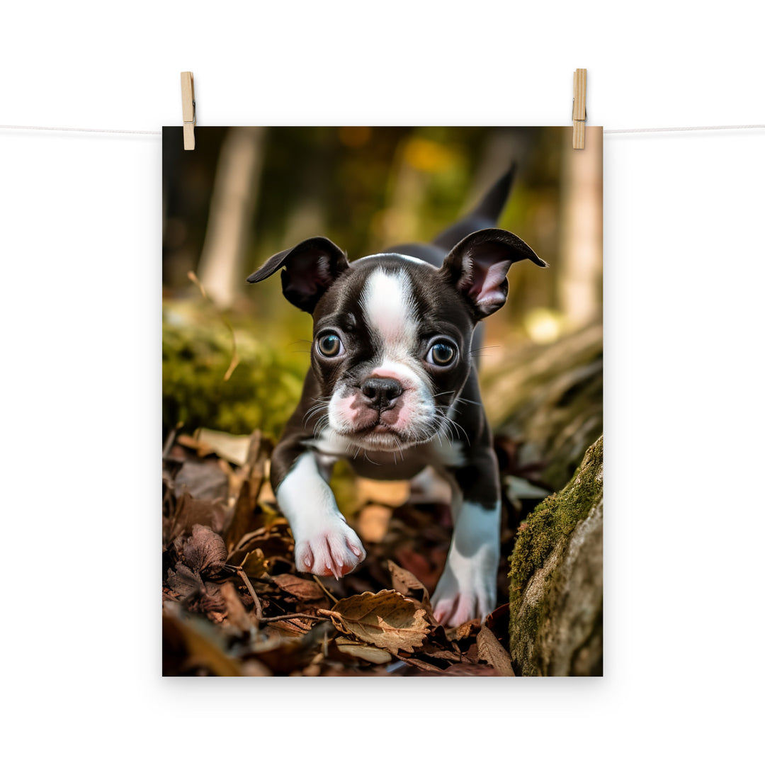 Boston Terrier Photo paper poster - PosterfyAI.com