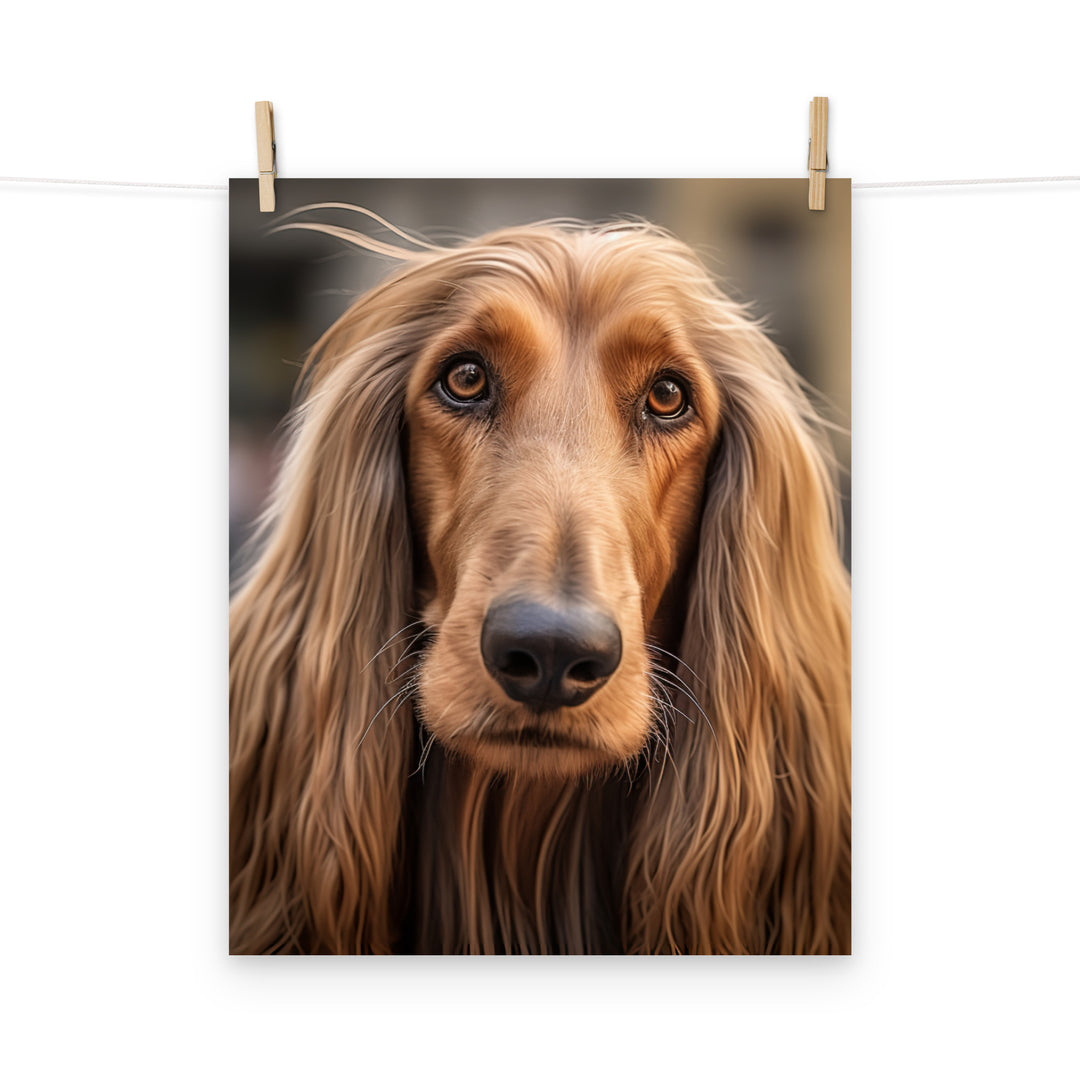 Afghan Hound Photo paper poster - PosterfyAI.com