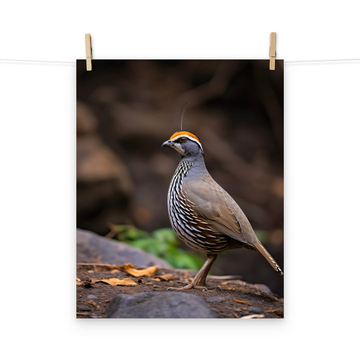 Quail Photo paper poster - PosterfyAI.com