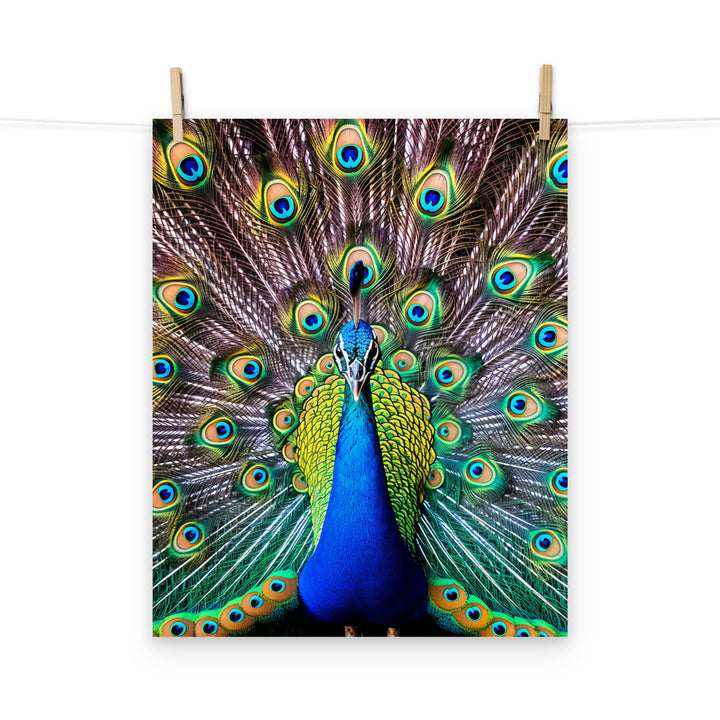 Peacock Photo paper poster - PosterfyAI.com