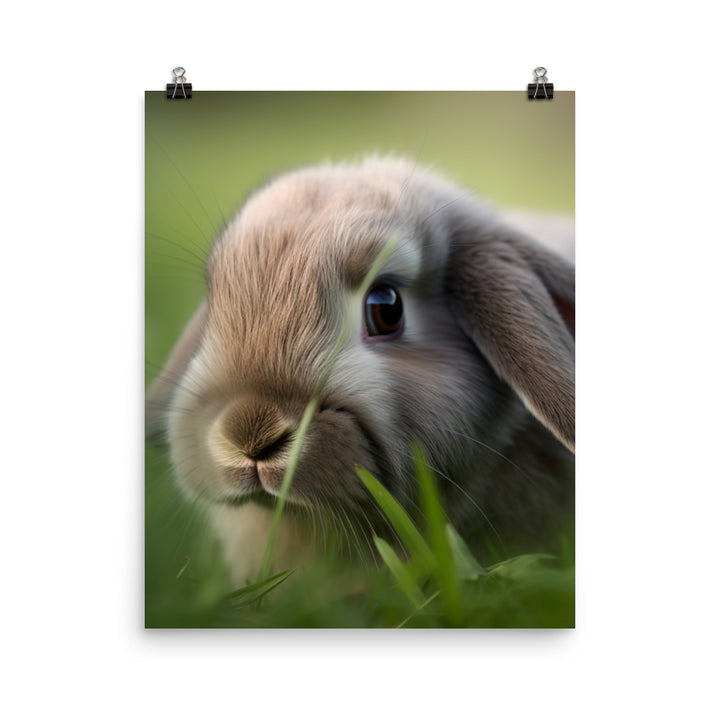 Holland Lop Photo paper poster - PosterfyAI.com