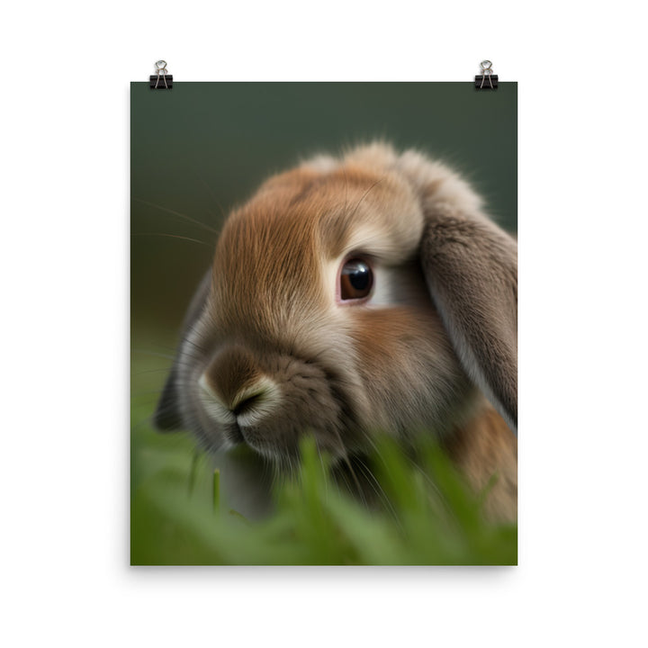 Holland Lop Photo paper poster - PosterfyAI.com