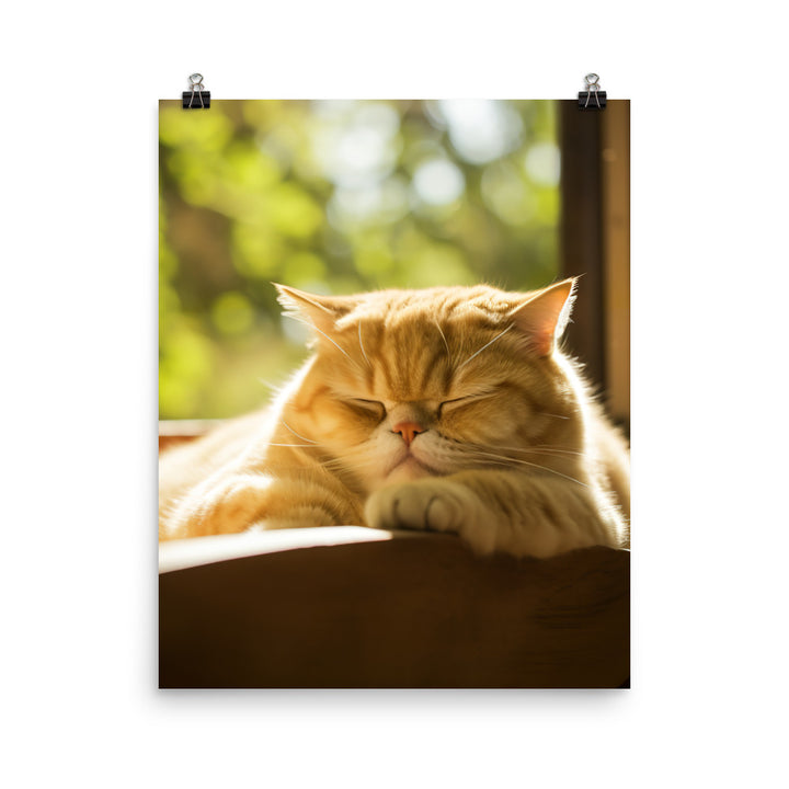 Exotic Shorthair Cat Napping Photo paper poster - PosterfyAI.com