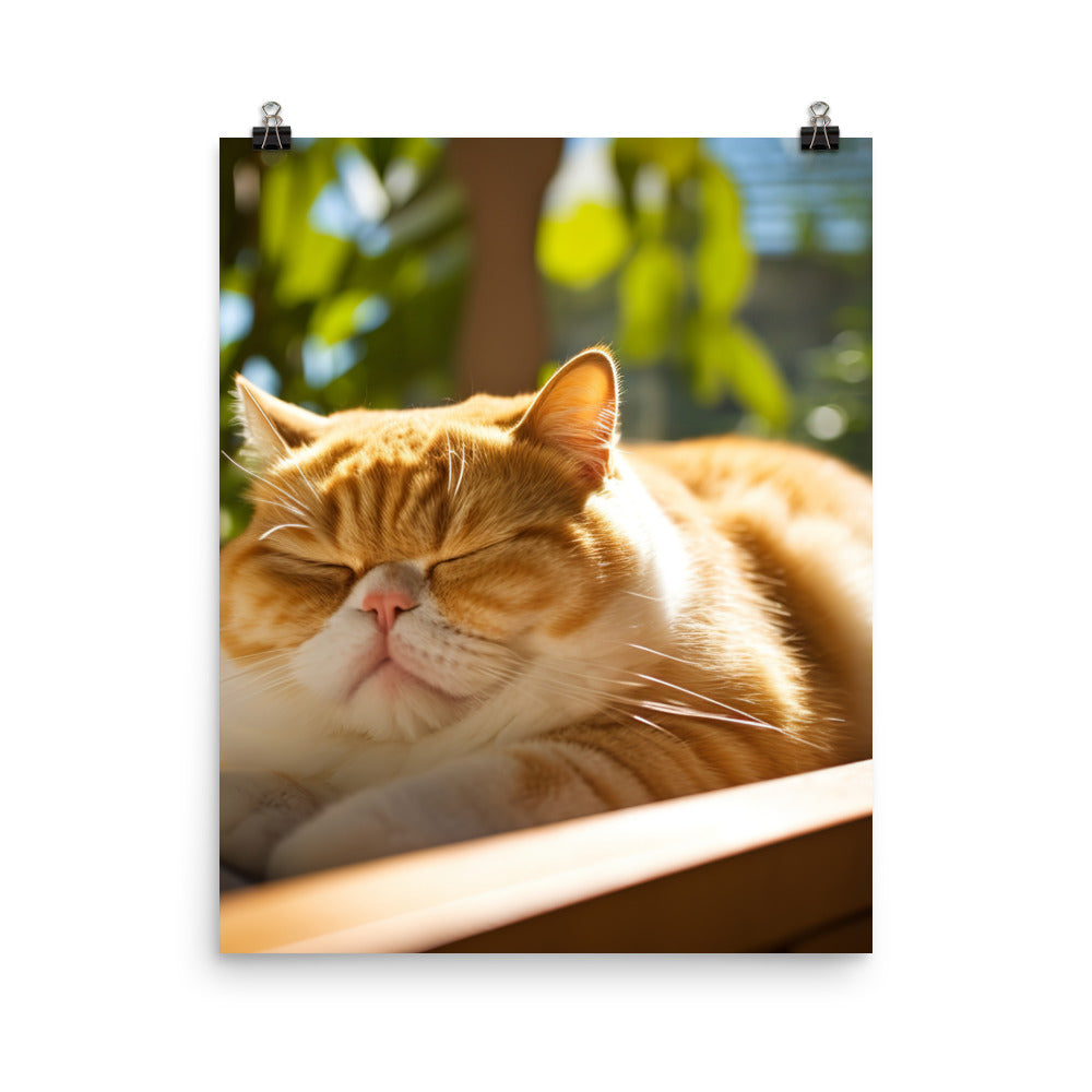 Exotic Shorthair Cat Napping Photo paper poster - PosterfyAI.com