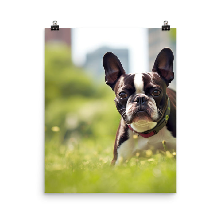 Spunky Boston Terrier in the Park Photo paper poster - PosterfyAI.com