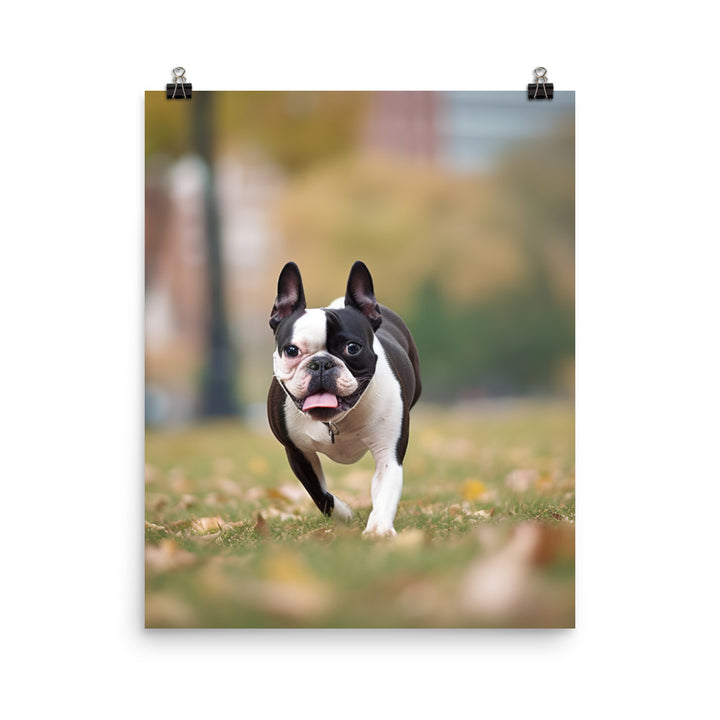 Spunky Boston Terrier in the Park Photo paper poster - PosterfyAI.com