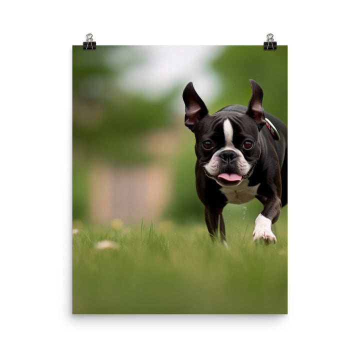 Spunky Boston Terrier in the Park Photo paper poster - PosterfyAI.com