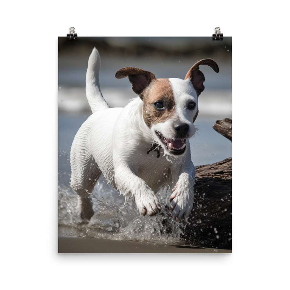 Spirited Jack Russell Terrier at Play Photo paper poster - PosterfyAI.com