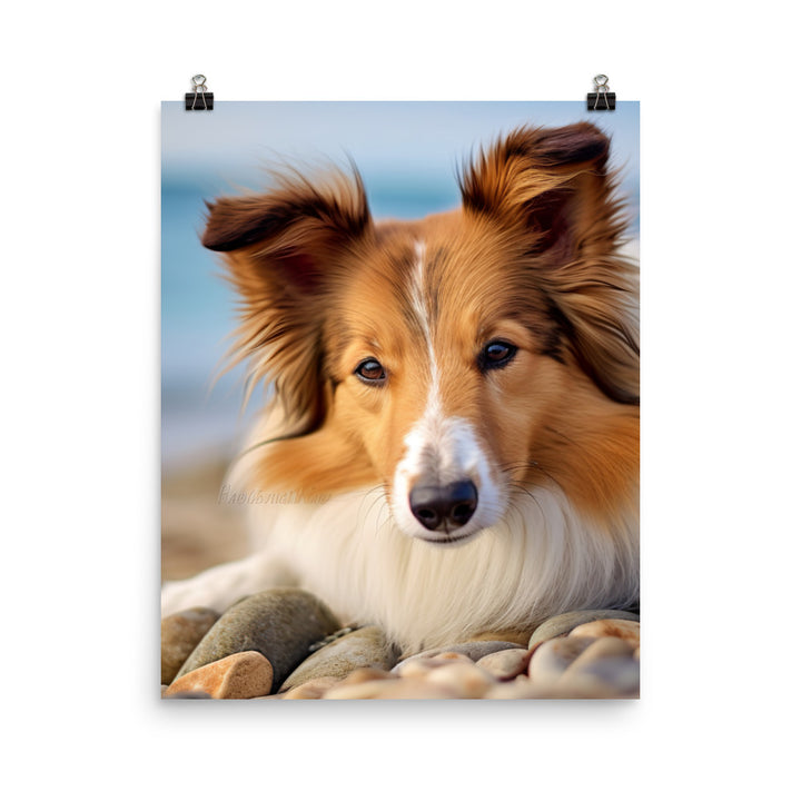 Shetland Sheepdog Relaxing on the Beach Photo paper poster - PosterfyAI.com