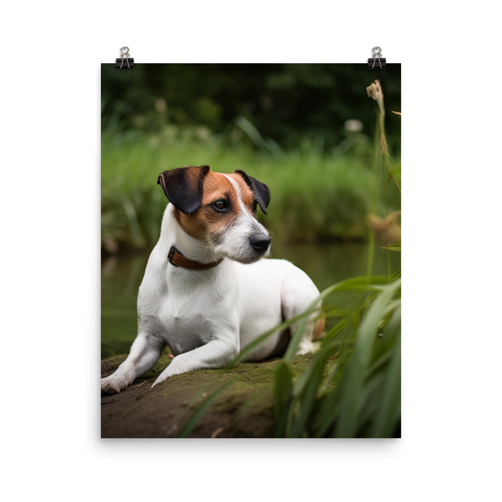 Loyal Jack Russell Terrier Photo paper poster - PosterfyAI.com