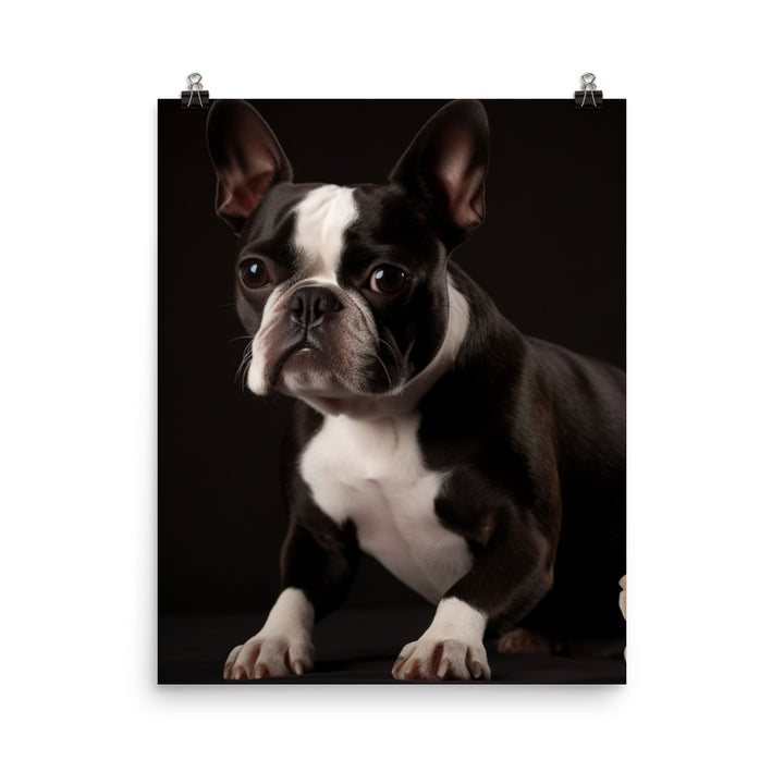 Elegant Boston Terrier Portrait Photo paper poster - PosterfyAI.com