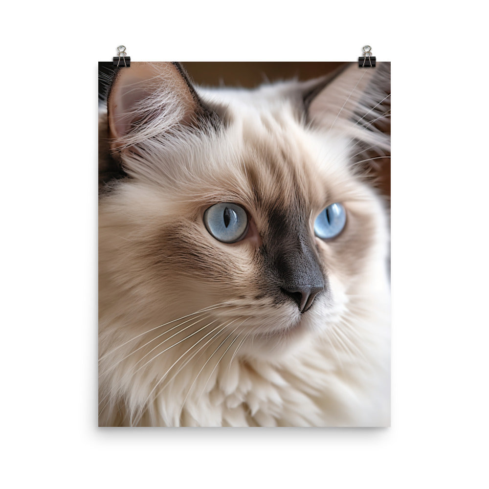 Gentle Nature of Ragdoll Cat Photo paper poster - PosterfyAI.com