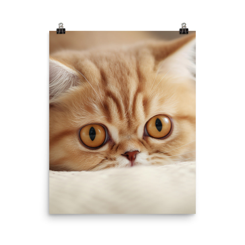 Exotic Shorthair Kitten Photo paper poster - PosterfyAI.com