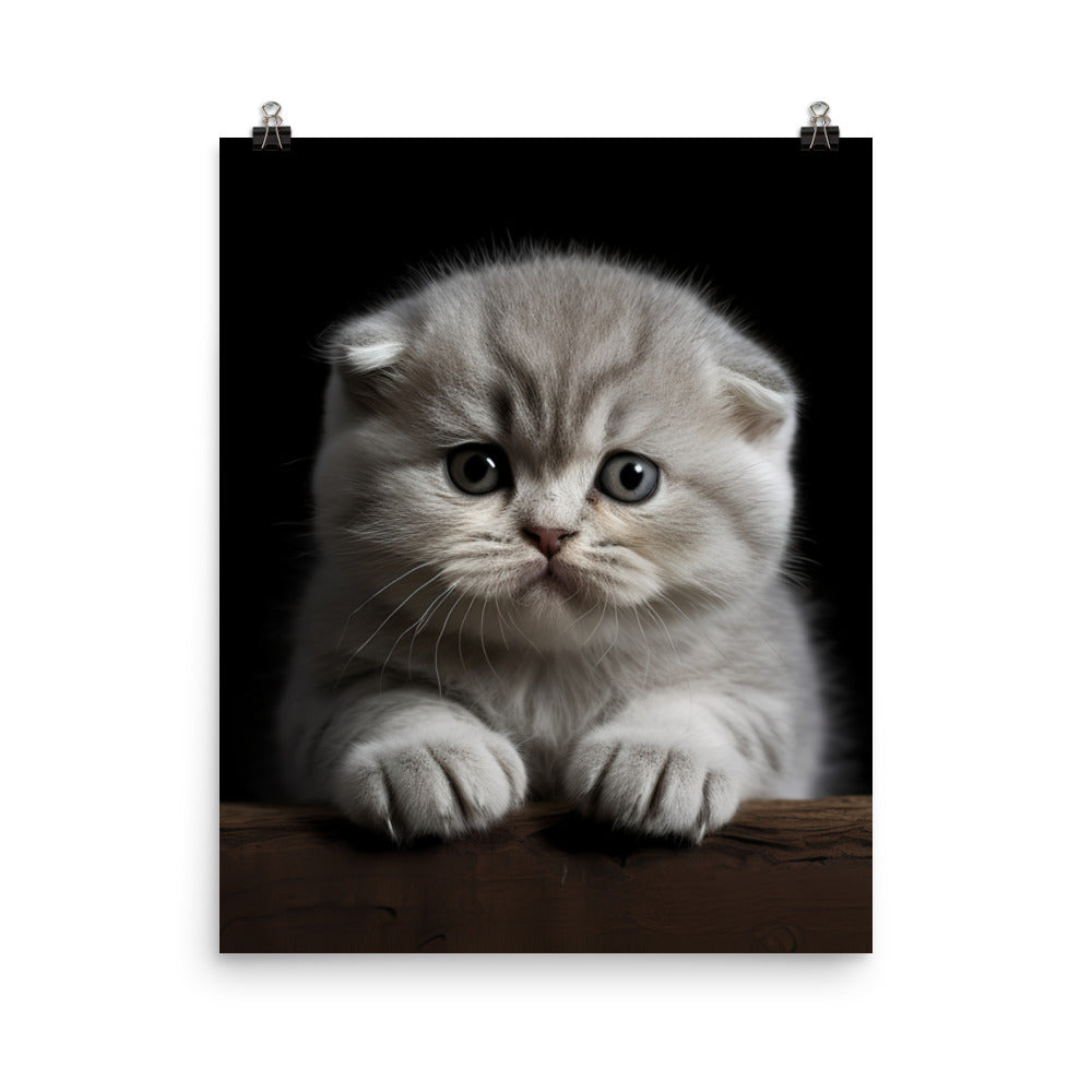 Scottish Fold Kitten Photo paper poster - PosterfyAI.com