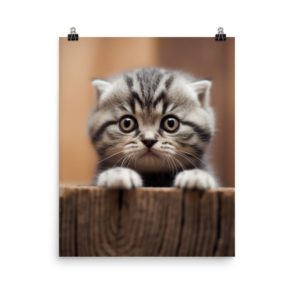 Scottish Fold Kitten Photo paper poster - PosterfyAI.com