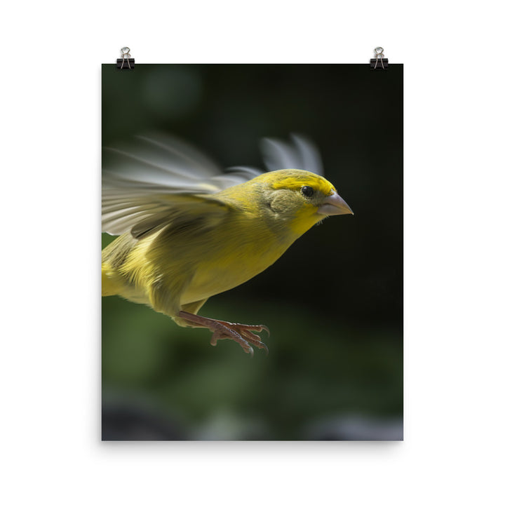 Canary in flight Photo paper poster - PosterfyAI.com