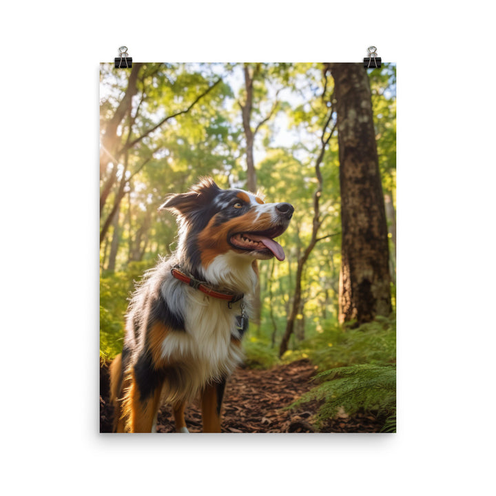 Australian Shepherd as it hikes Photo paper poster - PosterfyAI.com