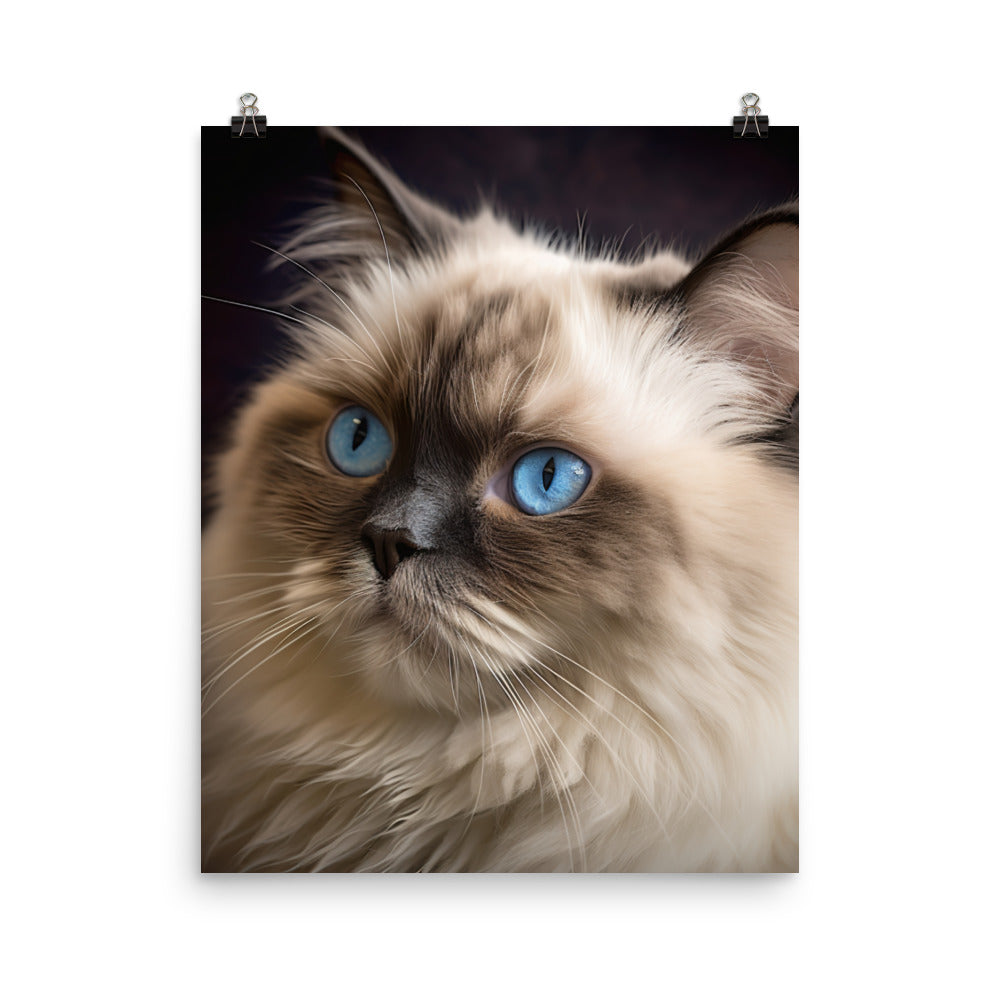 Beauty of Himalayan Cat Photo paper poster - PosterfyAI.com