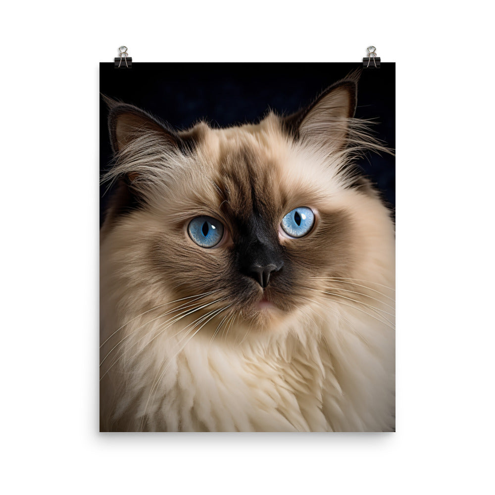 Beauty of Himalayan Cat Photo paper poster - PosterfyAI.com